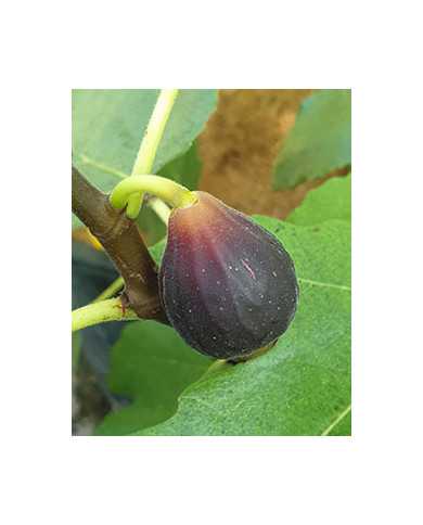 Bio Feigenbaum Black Celeste (*)
