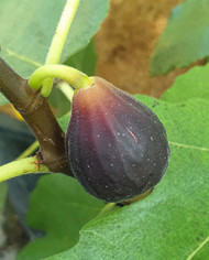 Bio Feigenbaum Black Celeste (*)