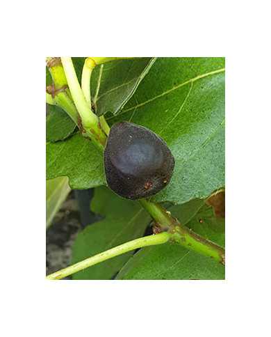 Bio Feigenbaum Black Celeste (*)