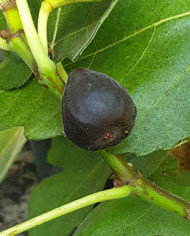 Bio Feigenbaum Black Celeste (*)