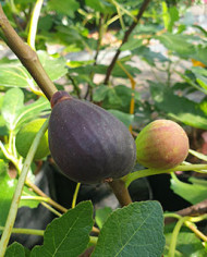 biofeigenbaumblackischia
