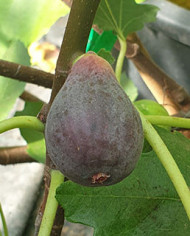 Bio Feigenbaum Black Ischia (*)