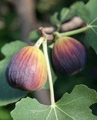 biofeigenbaumblackjack