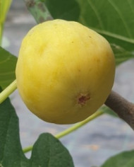 biofeigenbaumblanched`alsache