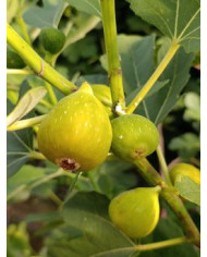 Bio Feigenbaum Gentile Bianco (*)