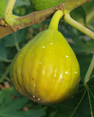 Bio Feigenbaum Gilette (*)