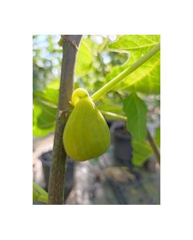 Bio Feigenbaum Goklop Green (**)