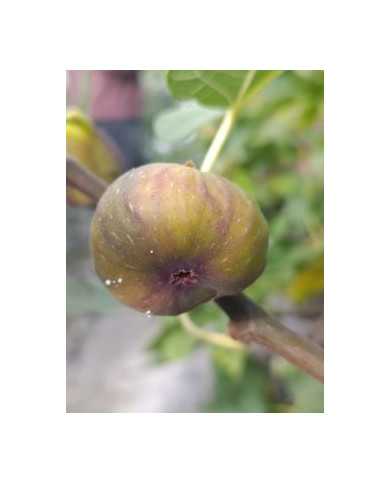 biofeigenbaumgrantham`sroyal