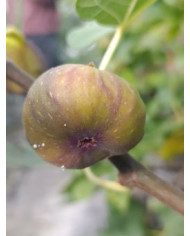 biofeigenbaumgrantham`sroyal