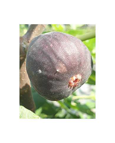biofeigenbaumgrisedebre´goux