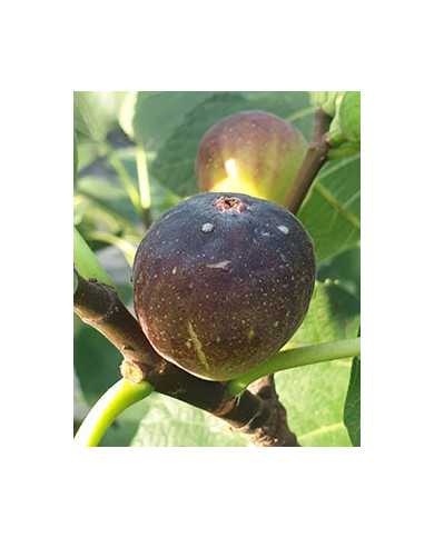 Bio Feigenbaum Grise de Bre´goux (***)