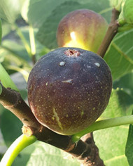 Bio Feigenbaum Grise de Bre´goux (***)