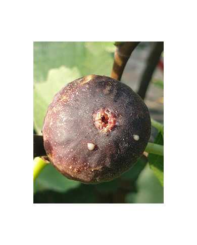 Bio Feigenbaum Grise de Bre´goux (***)