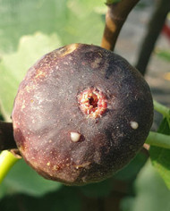 Bio Feigenbaum Grise de Bre´goux (***)