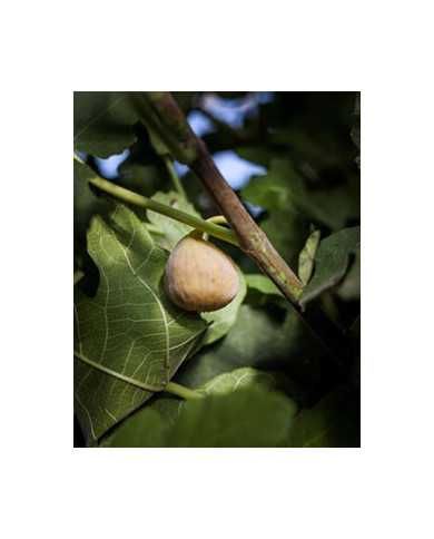 Bio Feigenbaum Grise de Saint-Jean (***)
