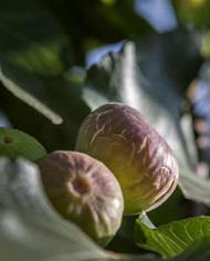 Bio Feigenbaum Grise Olivette