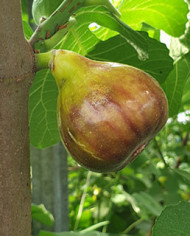 Bio Feigenbaum Grise Olivette