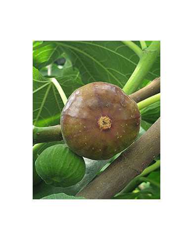 Bio Feigenbaum Grise Olivette