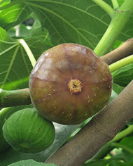Bio Feigenbaum Grise Olivette