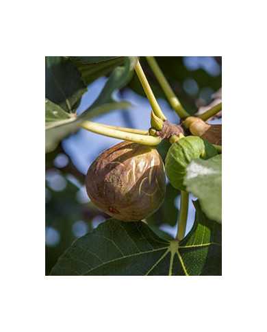 Bio Feigenbaum Grise Olivette