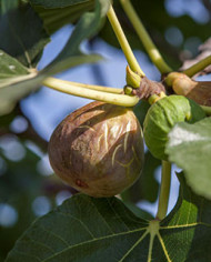 Bio Feigenbaum Grise Olivette