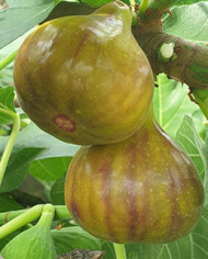 Bio Feigenbaum Grise Olivette