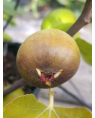 biofeigenbaumgrossegrisedenotredame