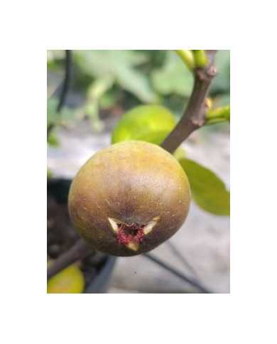 Bio Feigenbaum Grosse Grise de Notre Dame (*)