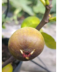 Bio Feigenbaum Grosse Grise de Notre Dame (*)