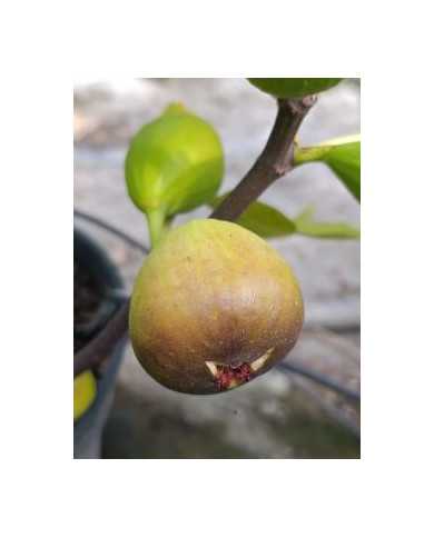Bio Feigenbaum Grosse Grise de Notre Dame (*)