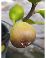 Bio Feigenbaum Grosse Grise de Notre Dame (*)