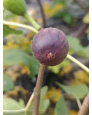 Bio Feigenbaum Hunt (*)
