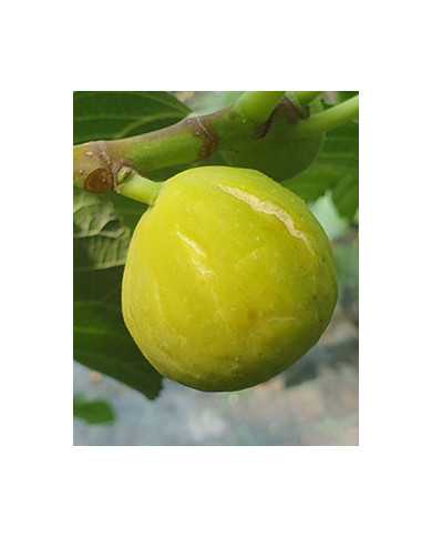 Bio Feigenbaum Inca Gold (*)