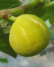 Bio Feigenbaum Inca Gold (*)