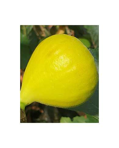 Bio Feigenbaum Inca Gold (*)