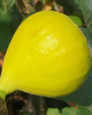 Bio Feigenbaum Inca Gold (*)