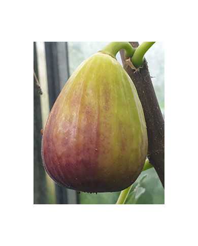 biofeigenbaumisrael
