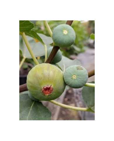 Bio Feigenbaum Italian 258 (***)