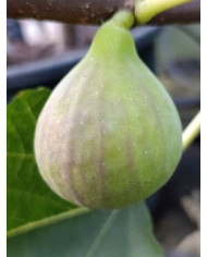 Bio Feigenbaum Italian 258 (***)