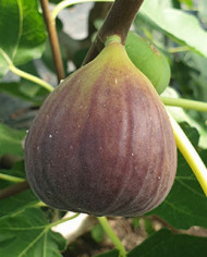 Bio Feigenbaum Italian Everbearing (**)