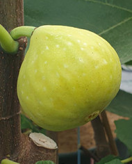biofeigenbaumjaniceseedles