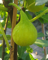 Bio Feigenbaum Janice Seedles (**)