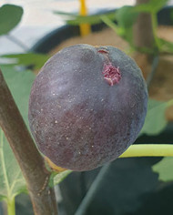 biofeigenbaumjerusalemnoir