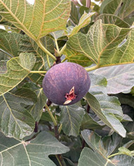 Bio Feigenbaum Jordan (*)