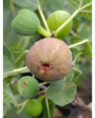 Bio Feigenbaum Judith (*)
