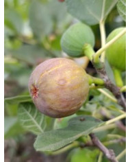 Bio Feigenbaum Judith (*)