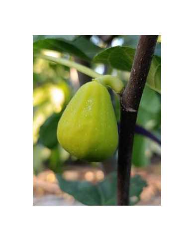 Bio Feigenbaum Karachi Green (**)