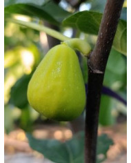 Bio Feigenbaum Karachi Green (**)