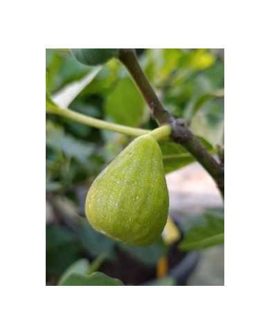 Bio Feigenbaum Karachi Green (**)