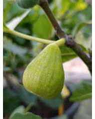 Bio Feigenbaum Karachi Green (**)
